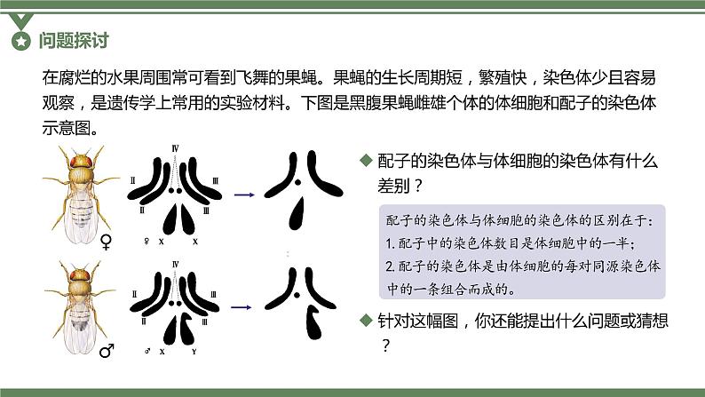 2.1.1 减数分裂的相关概念、精子的形成过程课件PPT第2页