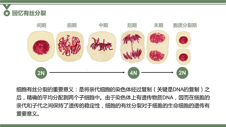 2.1.1 减数分裂的相关概念、精子的形成过程课件PPT第3页