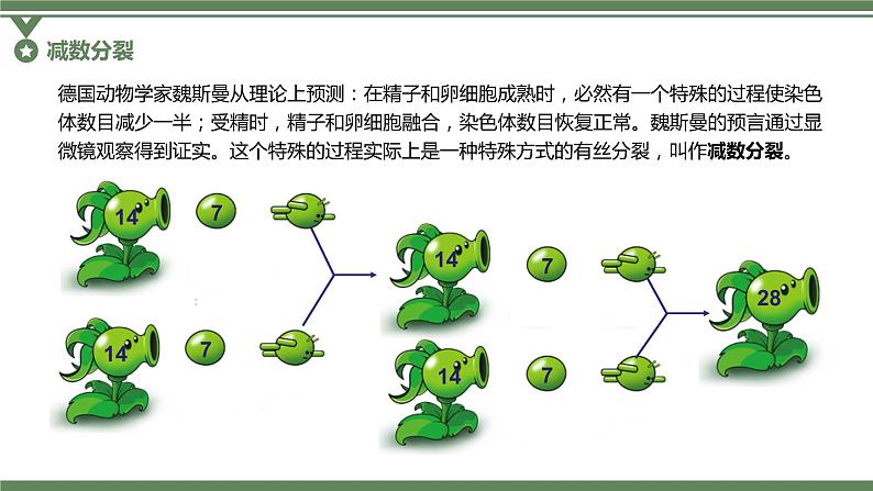 2.1.1 减数分裂的相关概念、精子的形成过程课件PPT第4页