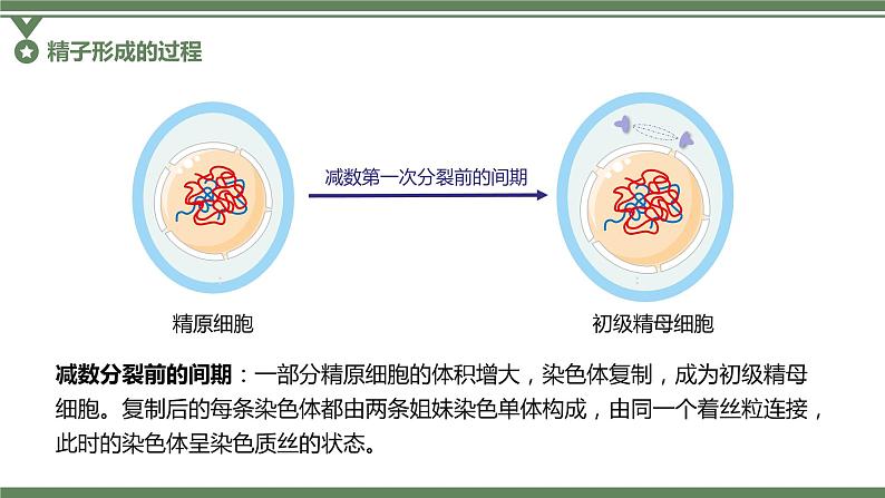 2.1.1 减数分裂的相关概念、精子的形成过程课件PPT第7页