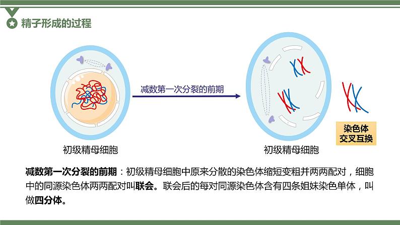 2.1.1 减数分裂的相关概念、精子的形成过程课件PPT第8页