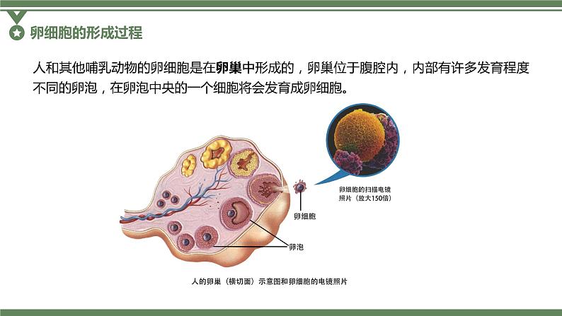 2.1.2 卵细胞的形成过程、减数分裂过程中染色体、核DNA等数目变化规律及有丝分裂与减数分裂图像辨析课件PPT第2页