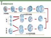2.1.2 卵细胞的形成过程、减数分裂过程中染色体、核DNA等数目变化规律及有丝分裂与减数分裂图像辨析课件PPT