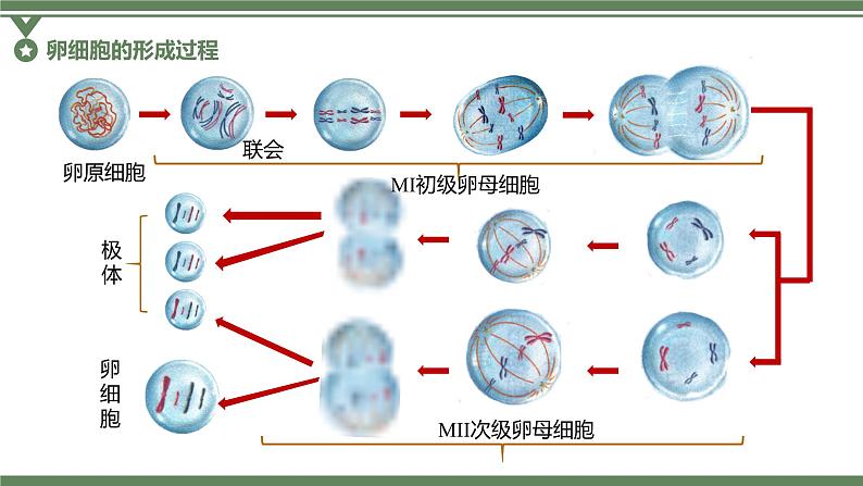 2.1.2 卵细胞的形成过程、减数分裂过程中染色体、核DNA等数目变化规律及有丝分裂与减数分裂图像辨析课件PPT第3页