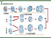 2.1.2 卵细胞的形成过程、减数分裂过程中染色体、核DNA等数目变化规律及有丝分裂与减数分裂图像辨析课件PPT