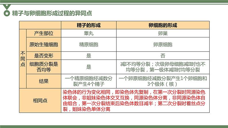 2.1.2 卵细胞的形成过程、减数分裂过程中染色体、核DNA等数目变化规律及有丝分裂与减数分裂图像辨析课件PPT第4页