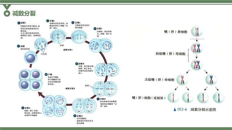 2.1.2 卵细胞的形成过程、减数分裂过程中染色体、核DNA等数目变化规律及有丝分裂与减数分裂图像辨析课件PPT第5页