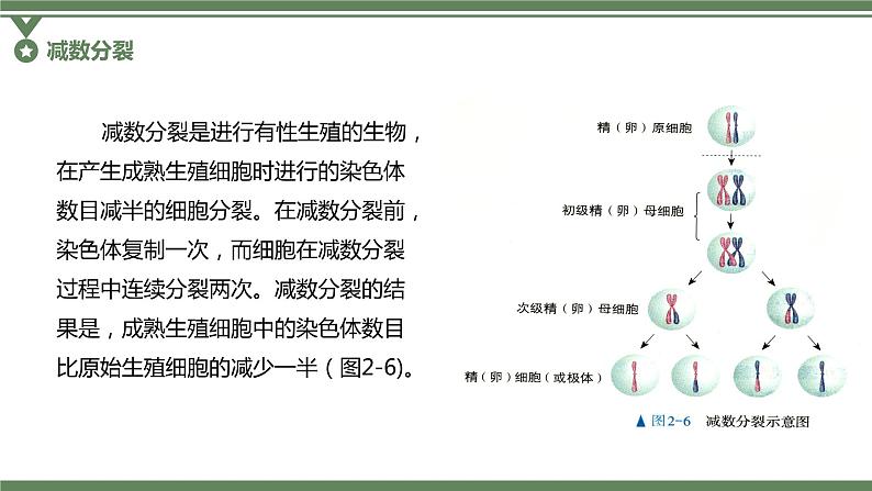 2.1.2 卵细胞的形成过程、减数分裂过程中染色体、核DNA等数目变化规律及有丝分裂与减数分裂图像辨析课件PPT第6页