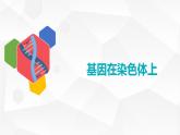2.2 基因在染色体上课件PPT