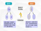 2.2 基因在染色体上课件PPT