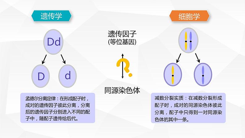 2.2 基因在染色体上课件PPT03