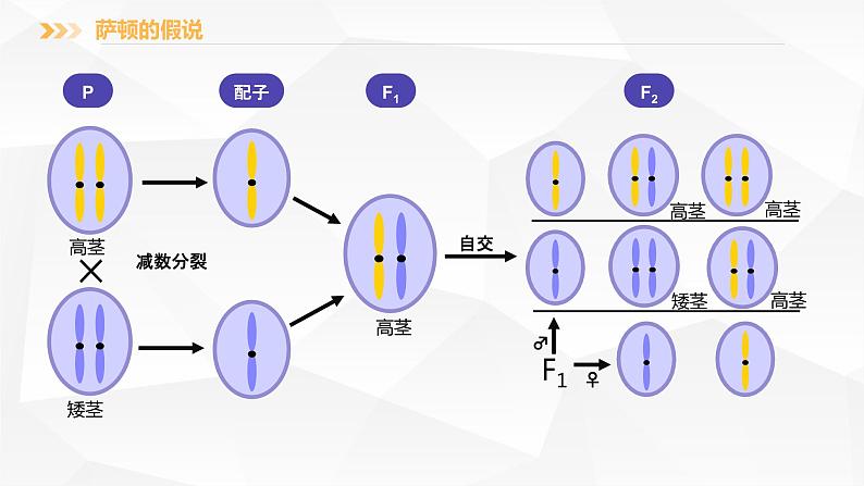 2.2 基因在染色体上课件PPT06