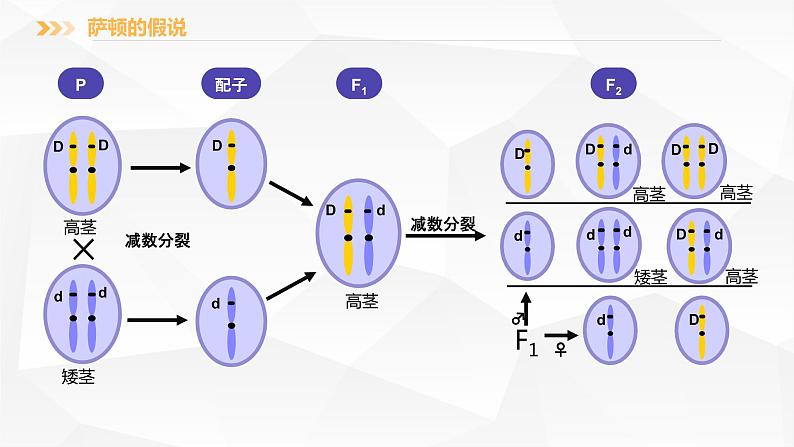 2.2 基因在染色体上课件PPT07