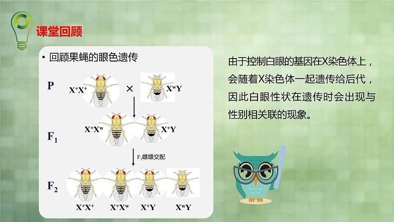 2.3 伴性遗传课件PPT02