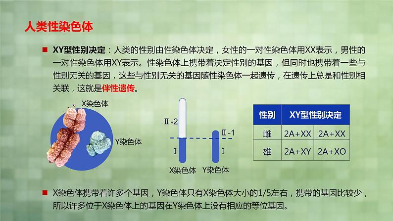 2.3 伴性遗传课件PPT03