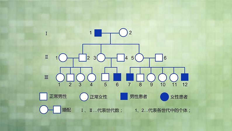 2.3 伴性遗传课件PPT07