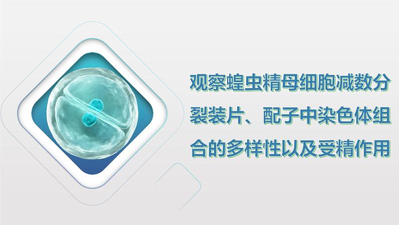 2.1.3 观察蝗虫精母细胞减数分裂装片、配子中染色体组合的多样性以及受精作用课件PPT01