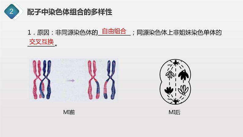 2.1.3 观察蝗虫精母细胞减数分裂装片、配子中染色体组合的多样性以及受精作用课件PPT05