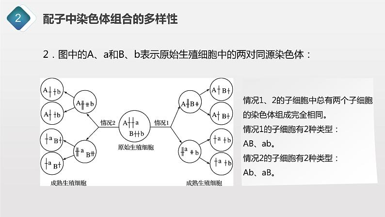 2.1.3 观察蝗虫精母细胞减数分裂装片、配子中染色体组合的多样性以及受精作用课件PPT06