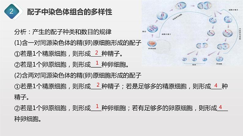 2.1.3 观察蝗虫精母细胞减数分裂装片、配子中染色体组合的多样性以及受精作用课件PPT07