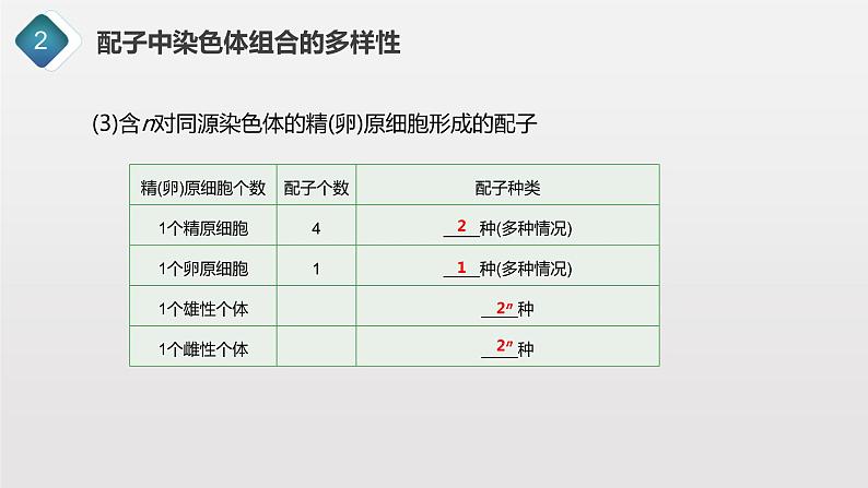 2.1.3 观察蝗虫精母细胞减数分裂装片、配子中染色体组合的多样性以及受精作用课件PPT08