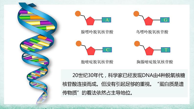 3.1 DNA是主要的遗传物质课件PPT第5页