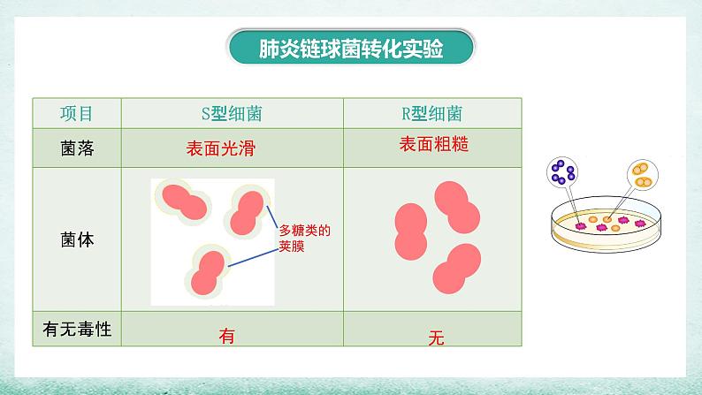 3.1 DNA是主要的遗传物质课件PPT第8页