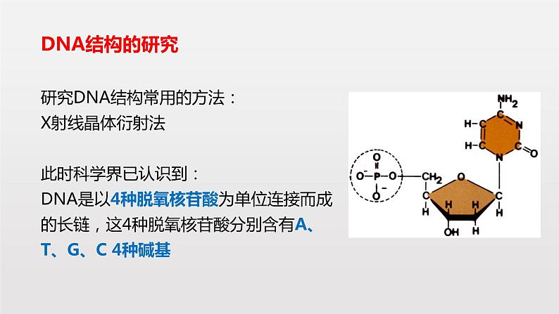 3.2 DNA的结构课件PPT03