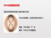 3.2 DNA的结构课件PPT
