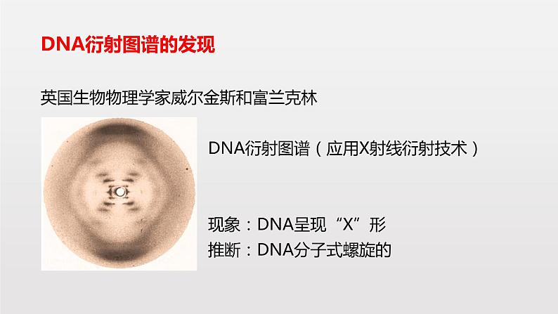 3.2 DNA的结构课件PPT04