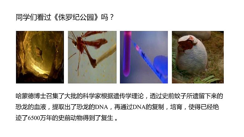 3.3 DNA的复制课件PPT02