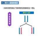 3.3 DNA的复制课件PPT