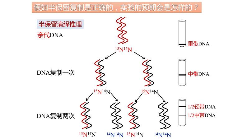 3.3 DNA的复制课件PPT08