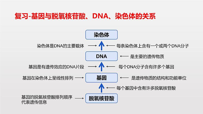 4.1 基因指导蛋白质的合成课件PPT第2页