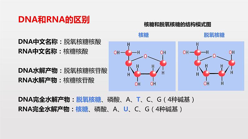 4.1 基因指导蛋白质的合成课件PPT第5页