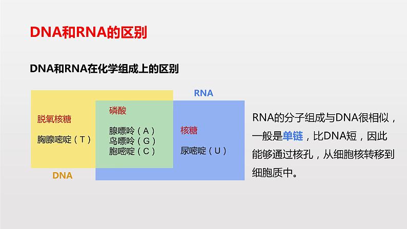 4.1 基因指导蛋白质的合成课件PPT第6页