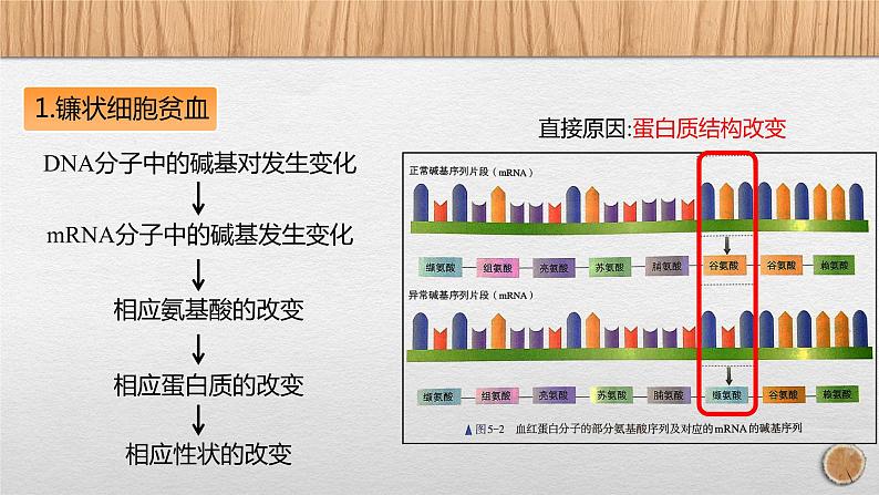 5.1 基因突变和基因重组课件PPT第6页