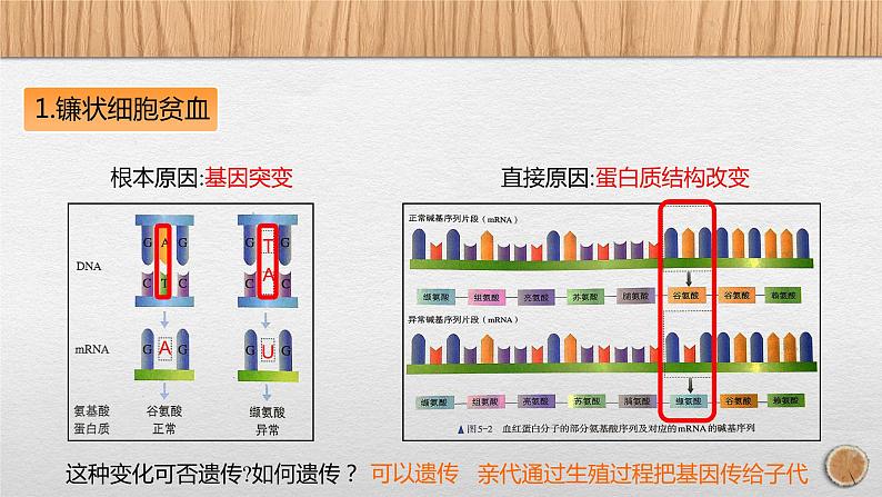 5.1 基因突变和基因重组课件PPT第7页