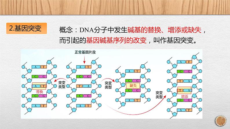 5.1 基因突变和基因重组课件PPT第8页