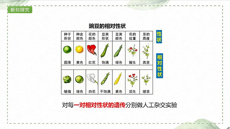 1.1.1 一对相对性状的杂交实验过程和解释课件PPT第6页