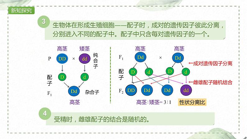 1.1.2 对分离现象解释的验证和分离定律课件PPT第8页