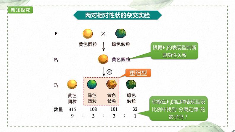 1.2.1 两对相对性状的杂交实验过程、解释和验证课件PPT第3页