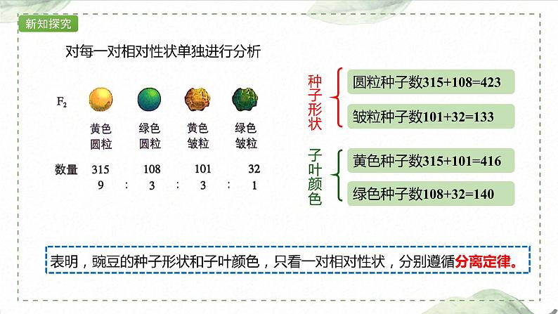 1.2.1 两对相对性状的杂交实验过程、解释和验证课件PPT第4页