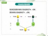 1.2.1 两对相对性状的杂交实验过程、解释和验证课件PPT