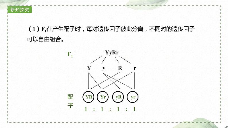 1.2.1 两对相对性状的杂交实验过程、解释和验证课件PPT第6页