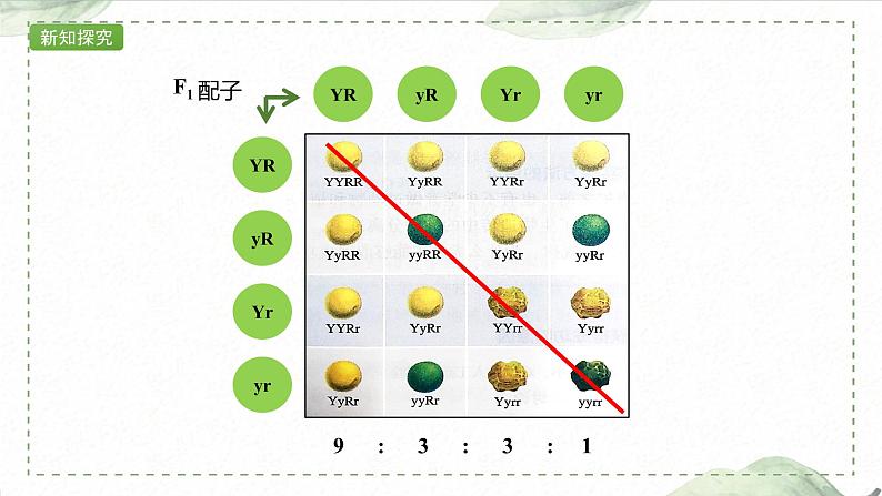 1.2.1 两对相对性状的杂交实验过程、解释和验证课件PPT第7页