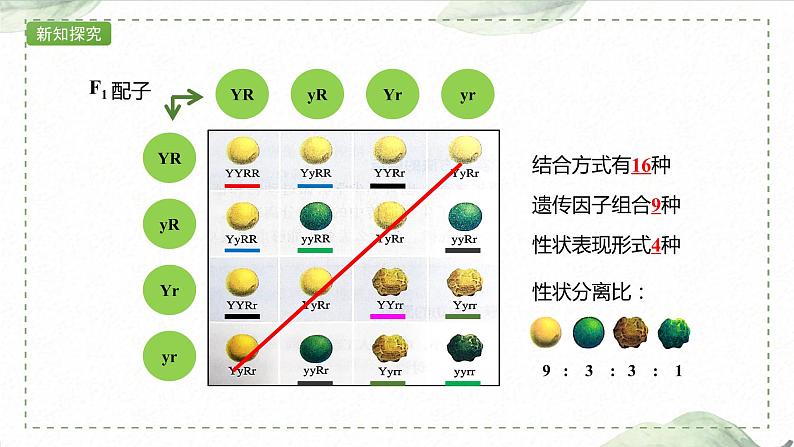 1.2.1 两对相对性状的杂交实验过程、解释和验证课件PPT第8页