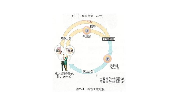 第一节 减数分裂和受精作用课件PPT03