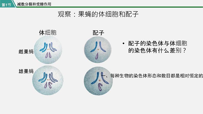 第一节 减数分裂和受精作用课件PPT06