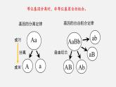 第二节  基因在染色体上课件PPT